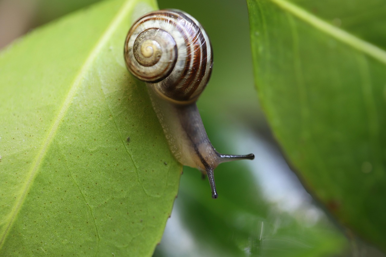 Escargots mijotant dans un court-bouillon parfumé aux herbes