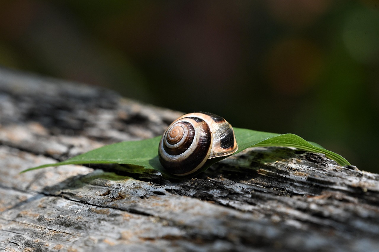 L’élevage d’escargots (héliciculture) expliqué de A à Z