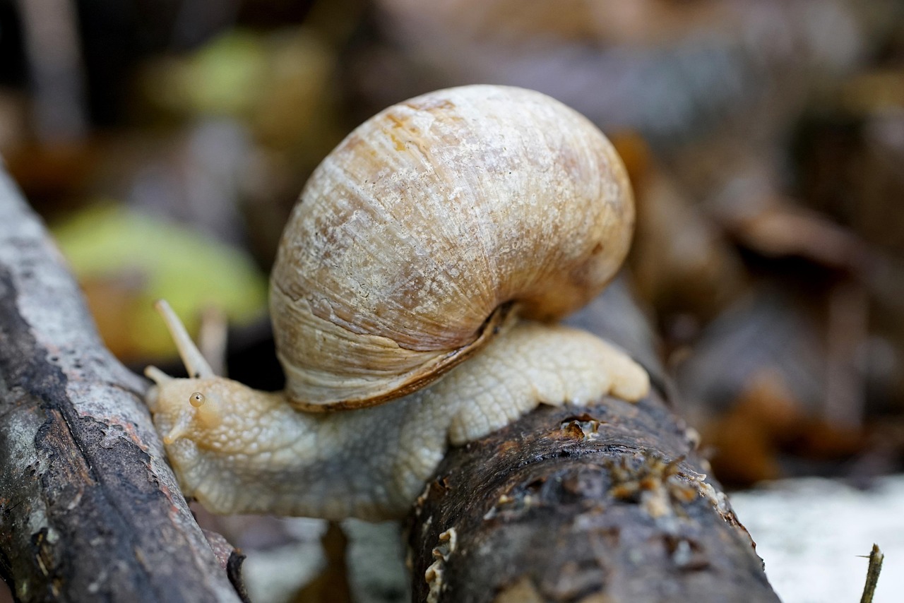 Escargot de Bourgogne : l’espèce, le terroir et l’art de le cuisiner