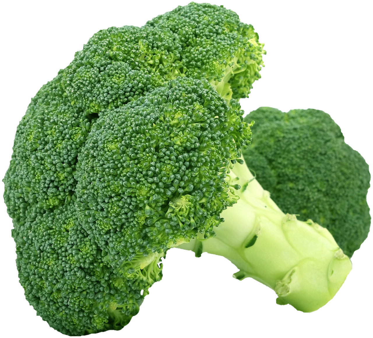 Bouquets de brocolis verts cuits à la vapeur dans une assiette